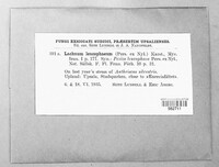Lachnum leucophaeum image